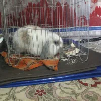 خرگوش نر لوپ