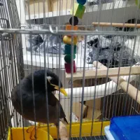 مرغ مینا با قفس