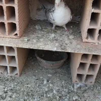 کفتر|پرنده|اسلام‌شهر, شهرک واوان|دیوار