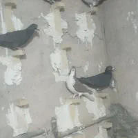 کفتر شب بازی|پرنده|فسا, |دیوار