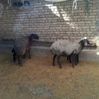 میش و بره|حیوانات مزرعه|بشاریات, |دیوار