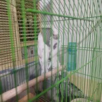 عروس هلندی مولد لوتینو . دوکت آلبینو|پرنده|بندر کنگان, |دیوار