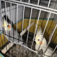 عروس هلندی جفت با جوجه