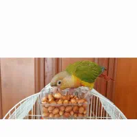 اجتماعی گمشده