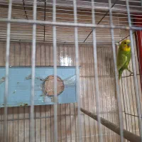 مرغ عشق|پرنده|هشتگرد, شهرک راه آهن|دیوار