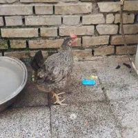مرغ وخروس