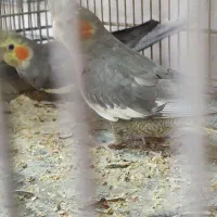 عروس مولد کار داده|پرنده|آران و بیدگل, |دیوار