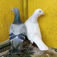 دوجفت کبوتر|پرنده|مشهد, بهمن|دیوار