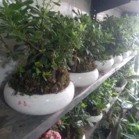 گل بنسای میخک اسپاتی بنجامین