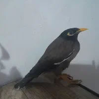 مرغ مینا بازیگوش، نر