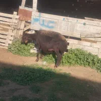 گوسفند|حیوانات مزرعه|سیمین شهر, |دیوار