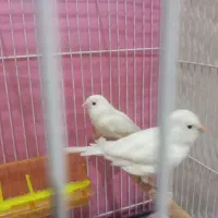 یک جفت قناری وایت فاکتور اورجینال آماده