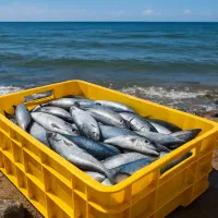 سبد 20کیلویی قزل آلا سبدماهی مقاوم(سبد کشتارگاهی)