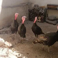بوقلمون|حیوانات مزرعه|تهران, تهرانپارس شرقی|دیوار
