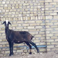 یک راس بره ماده چاق گوشتی،هنوز زایمان نکرده