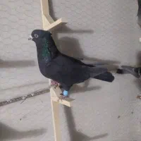 کفتر سبز سیاه زاغ|پرنده|شیراز, تندگویان|دیوار