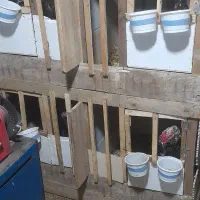 خروس لاری|حیوانات مزرعه|رشت, بازار|دیوار