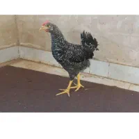 امروک فقط خروس