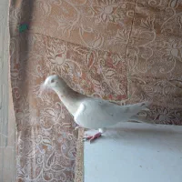 کله هما فک کنم مادس تازه صاف کرده داره خال میریزه