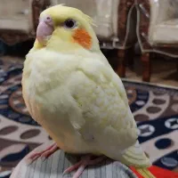 عروس هلندی فول دستی