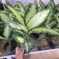 گل آپارتمانی با قیمت مناسب|گل و گیاه طبیعی|بیرجند, |دیوار