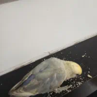 گمشده|پرنده|کاشان, فاز ۲ ناجی آباد|دیوار