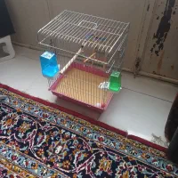 قفس عروس هلندی