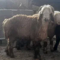 شیشک قوچ ،بره قوچ،میش وبره|حیوانات مزرعه|دورود, |دیوار