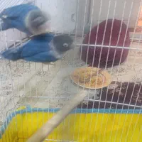 کوتوله برزیلی بازیگوش|پرنده|شاهرود, |دیوار