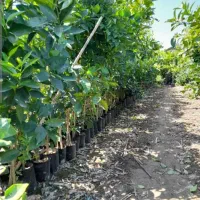 فروش انواع نهال مرکبات