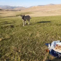 سگ گله عالی|سگ|خلخال, |دیوار