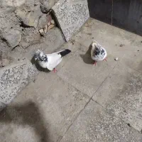 کبوتر