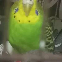 مرغ عشق|پرنده|قیدار, |دیوار