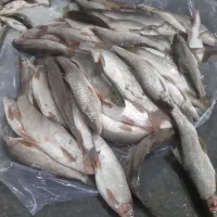 تور ماهیگیری دستبافت|ماهیگیری|جوانرود, |دیوار