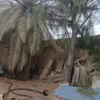 قطع نخل و درخت با خرید چوب