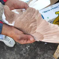 ۷تا ماده رنگی