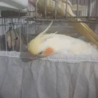 عروس هلندی|پرنده|رشت, تازه آباد|دیوار