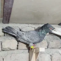 شهری زرد ،الماسی کاکل