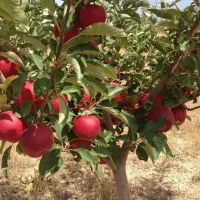 تولید نهال سیب گالا