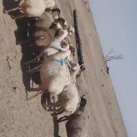 فروشی|حیوانات مزرعه|جلگه زوزن, |دیوار