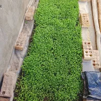نشاگوجه