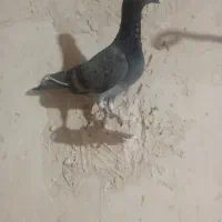 سه تا جوجه یک پر هرسع تا نر