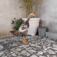 خروس لاری ۷ ماهه نسل