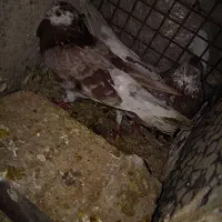 کبوتر ضمانتی|پرنده|خاش, |دیوار