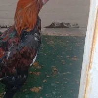 لاری دورگه ژاپنی