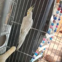 عروس هلندی ماده