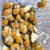 حلزون البینو مخصوص کار در خانه