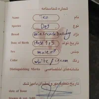 فرنچ بولداگ