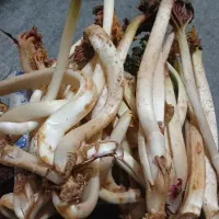 ریواس|خوردنی و آشامیدنی|تربتحیدریه, مسجد جامع|دیوار