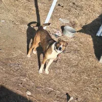 سگ افغانی|سگ|بجنورد, |دیوار